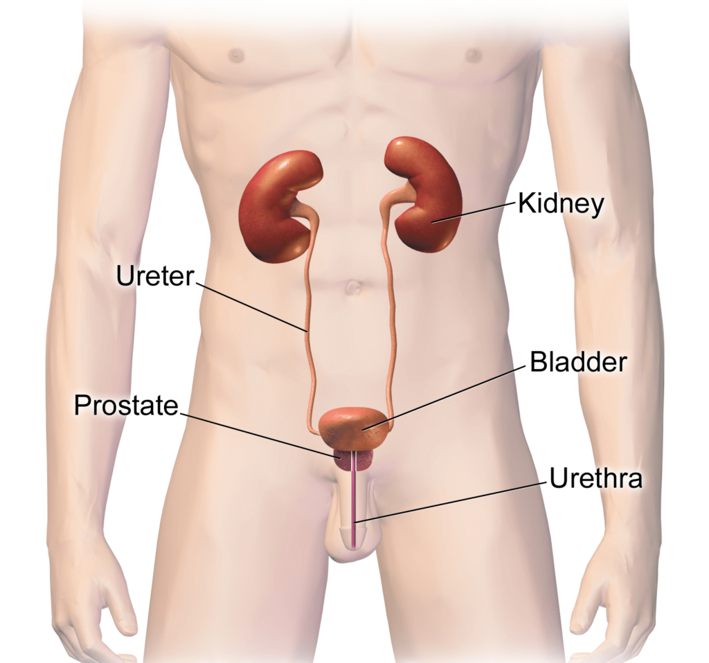 Urinary System (Male)